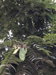 Centrolobium tomentosum