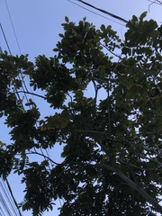 Centrolobium tomentosum