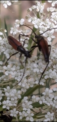 Stenurella melanura