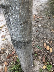 Centrolobium tomentosum