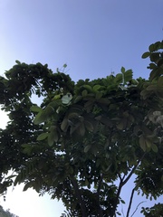 Centrolobium tomentosum