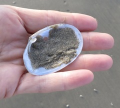 Periploma planiusculum