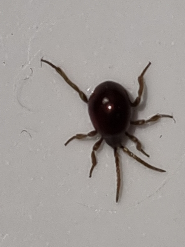 Gibbium psylloides, 2021-07-12