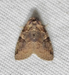 Pseudeustrotia indeterminata