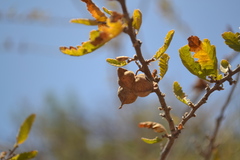 Bridgesia incisifolia