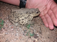 Bufo