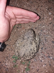 Bufo