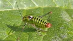 Poecilimon thoracicus