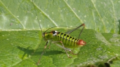 Poecilimon thoracicus