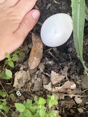 Nyctidromus albicollis