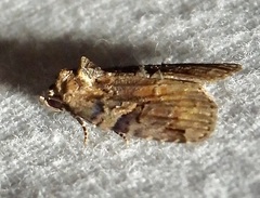 Pseudeustrotia indeterminata