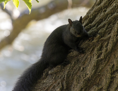Sciurus carolinensis