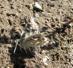Muschampia poggei