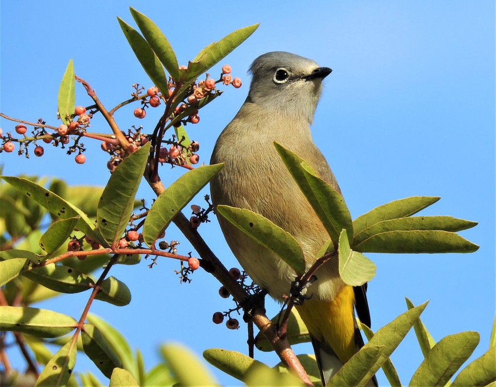 Gray Silky-flycatcher