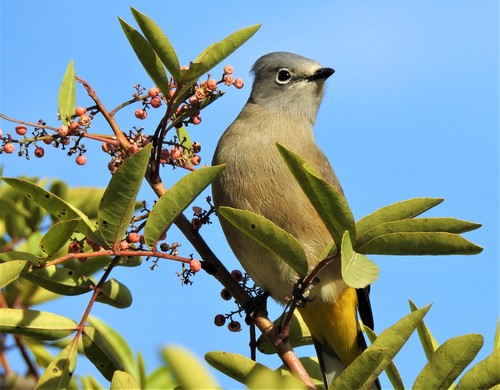 Gray Silky-flycatcher