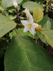 Solanum