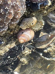 Nassarius fossatus