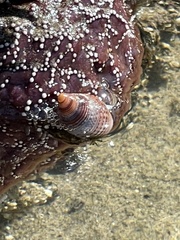 Nassarius fossatus