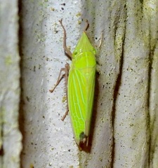 Draeculacephala robinsoni