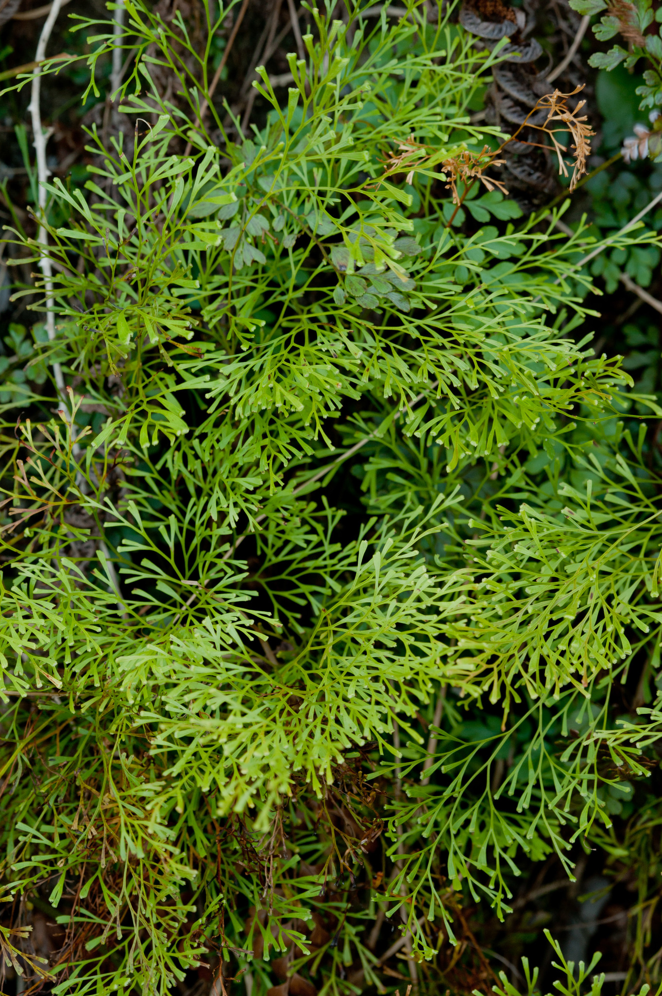 Sphenomeris