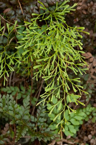 Sphenomeris clavata image