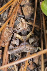 Drasteria grandirena