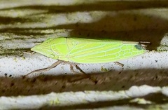 Draeculacephala robinsoni