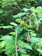 Ribes menziesii