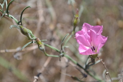 Convolvulus chilensis