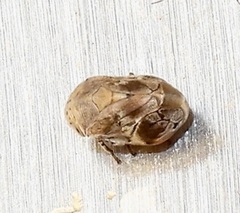 Clastoptera laevigata