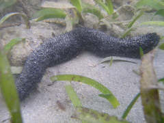 Holothuria atra