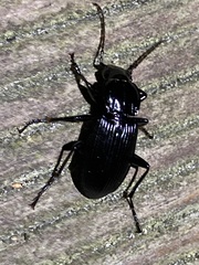 Abax parallelepipedus