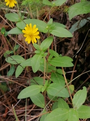 Melampodium montanum viridulum