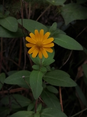 Melampodium montanum viridulum