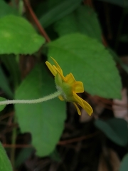 Melampodium montanum viridulum