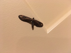 Eupithecia subapicata