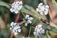 Oedemera nobilis