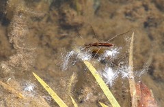 Limnoporus rufoscutellatus