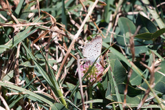 Zizeeria knysna