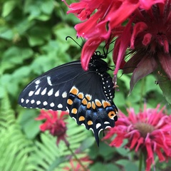 Papilio polyxenes