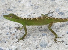 Anolis soinii