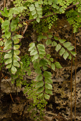 Adiantum anceps