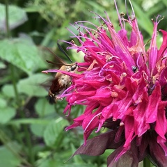Hemaris thysbe