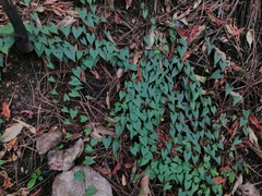 Ipomoea elongata