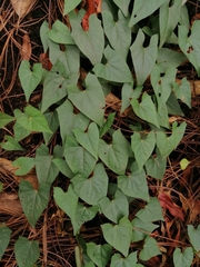 Ipomoea elongata