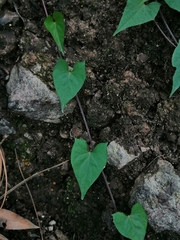 Ipomoea elongata