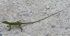 Anolis soinii