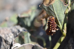 Battus polydamas psittacus