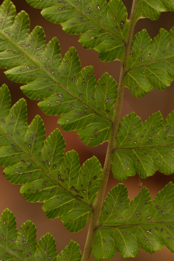 star-hair ferns