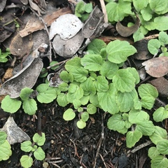 Scutellaria tuberosa